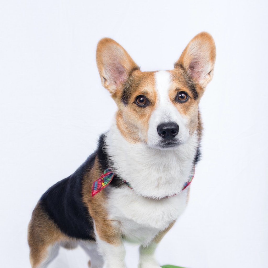 Animaux de compagnie